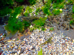 Istiblennius dussumieri