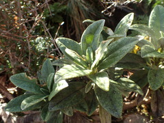 Brachyglottis revoluta