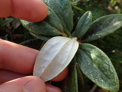 Brachyglottis revoluta