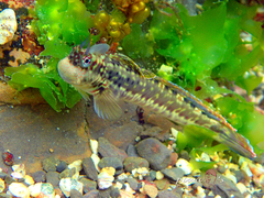 Istiblennius dussumieri