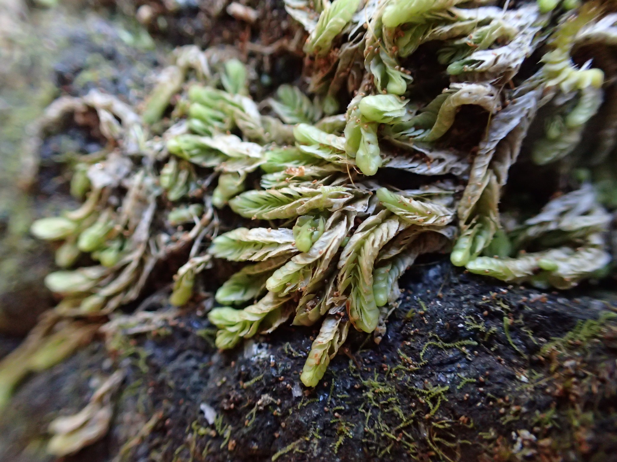 Heteroscyphus menziesii
