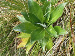 Celmisia holosericea
