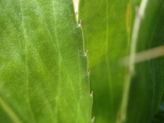 Celmisia holosericea