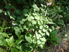 Urena procumbens