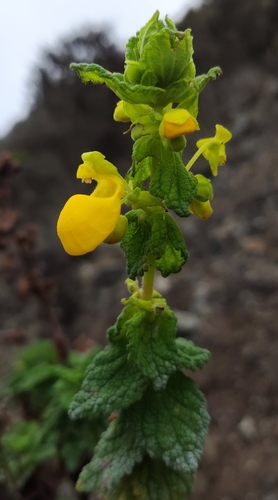Calceolaria paposana (Calceolaria paposana)