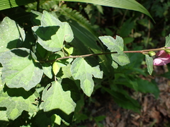 Urena procumbens
