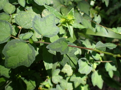 Urena procumbens