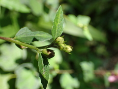 Urena procumbens