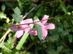 Urena procumbens