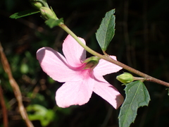 Urena procumbens