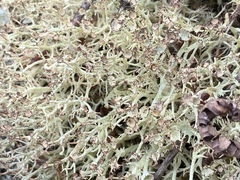 Cladonia amaurocraea
