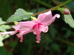 Urena procumbens