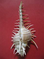 Murex tenuirostrum