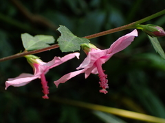 Urena procumbens