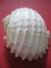 Tonna tessellata
