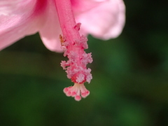 Urena procumbens