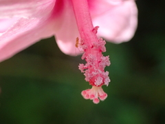 Urena procumbens