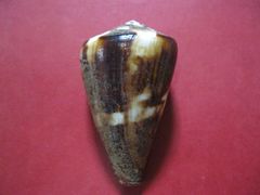 Conus vexillum