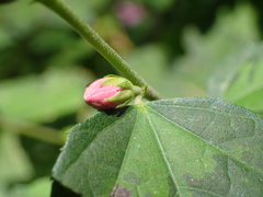 Urena procumbens