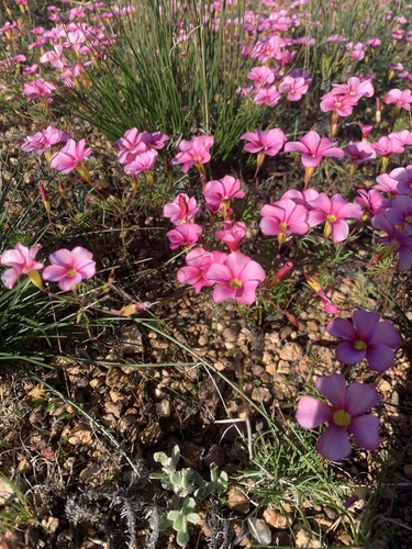 Oxalis glabra (Oxalis glabra)