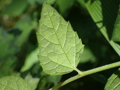 Urena procumbens