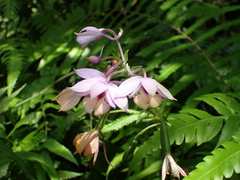 Calanthe masuca