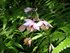 Calanthe masuca