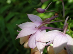 Calanthe masuca