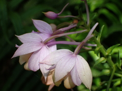 Calanthe masuca