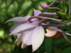 Calanthe masuca