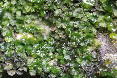 Crepidomanes minutum
