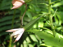 Calanthe masuca