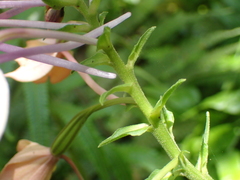 Calanthe masuca