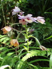 Calanthe masuca