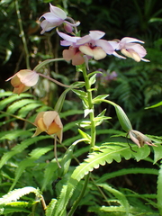 Calanthe masuca