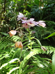 Calanthe masuca