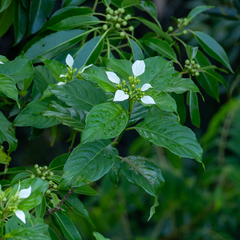 Mussaenda parviflora, photograph (c) Piotr Lukasik, some rights reserved (CC BY)