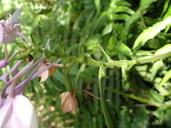 Calanthe masuca