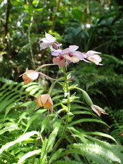 Calanthe masuca