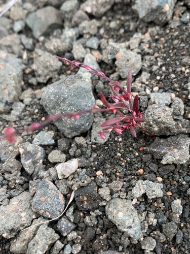 Engelmann's Knotweed (Polygonum engelmannii)