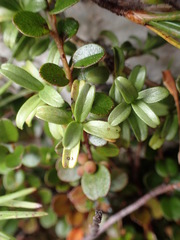 Coprosma crenulata