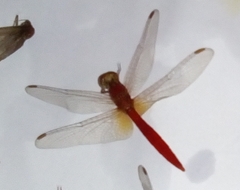 Crocothemis