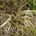 Astelia nivicola nivicola - Photo (c) Alex Fergus, algunos derechos reservados (CC BY-NC), subido por Alex Fergus