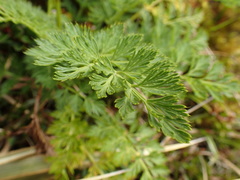 Anisotome haastii