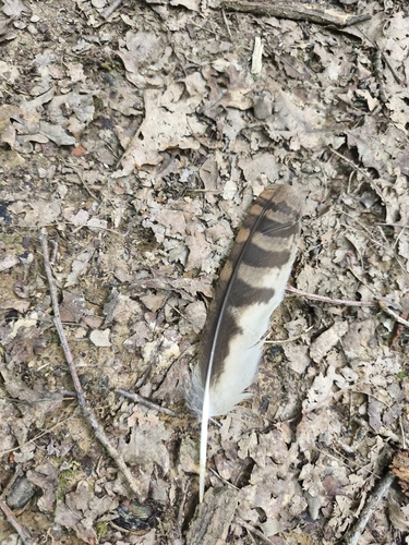 View observation of {o.common_name} on iNaturalist