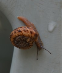 Anguispira strongylodes