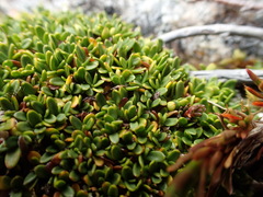 Actinotus novae-zelandiae