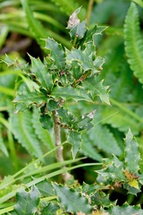 Ilex dipyrena