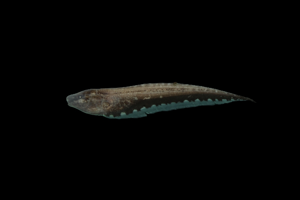 Rhamphichthys hahni