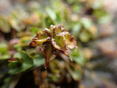 Caltha obtusa